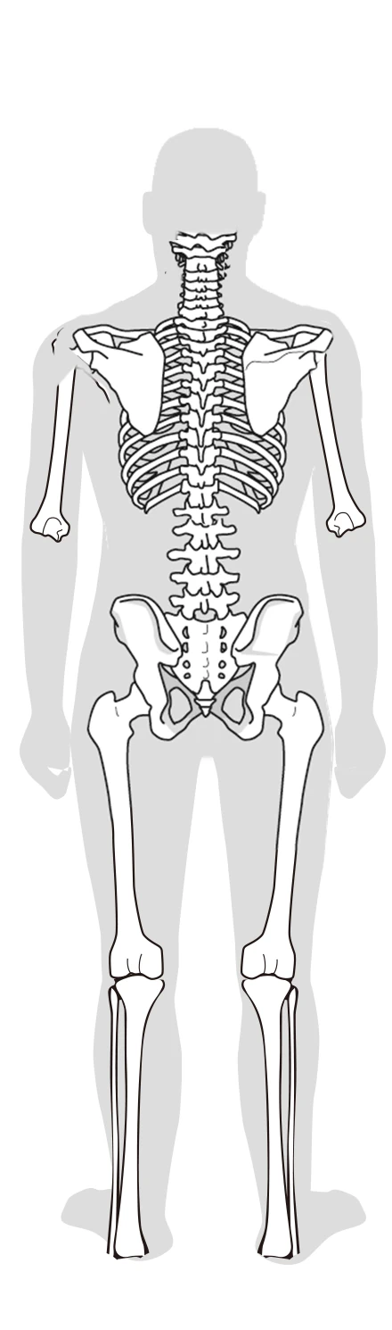 良い背骨骨盤イラスト